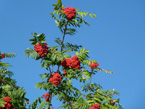 Eberesche