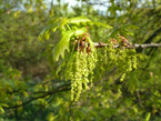 Eichenblüte