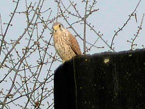 Turmfalke